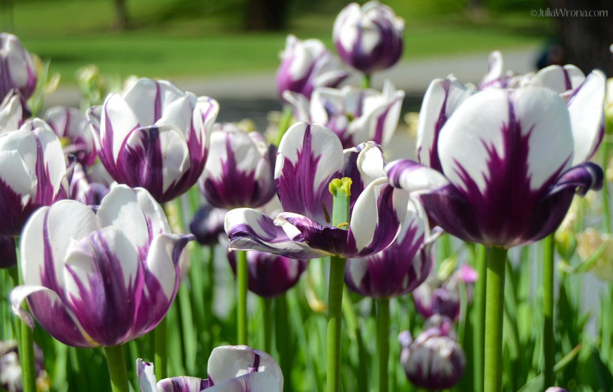JKW_8091eweb2 Purple and White Tulips 02.jpg